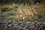 Bengal Tiger