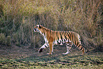 Bengal Tiger