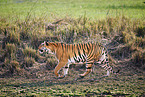 Bengal Tiger