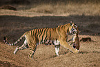 Bengal Tiger