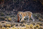 Bengal Tiger