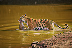 Bengal Tiger