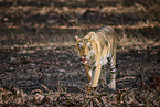 Bengal Tiger