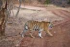 Bengal Tiger