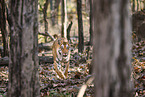 Bengal Tiger
