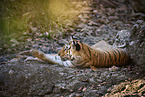 Bengal Tiger
