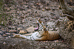 Bengal Tiger