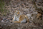 Bengal Tiger