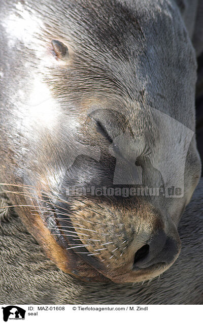 seal / MAZ-01608