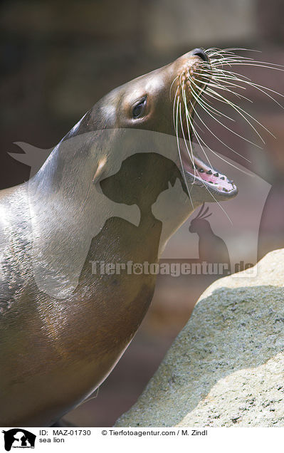Seelwe / sea lion / MAZ-01730