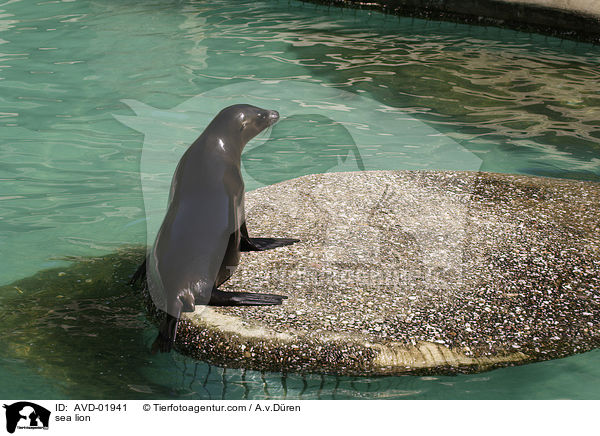 sea lion / AVD-01941