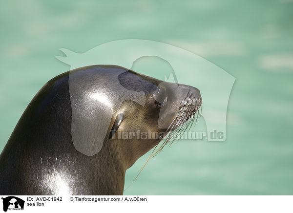 sea lion / AVD-01942