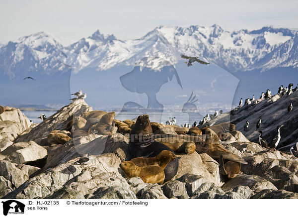 sea lions / HJ-02135