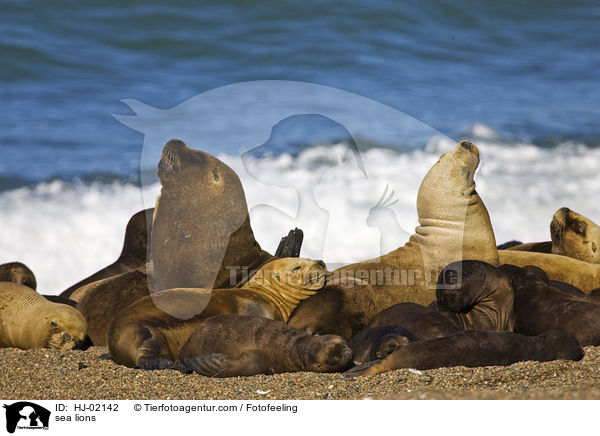 Seelwen / sea lions / HJ-02142