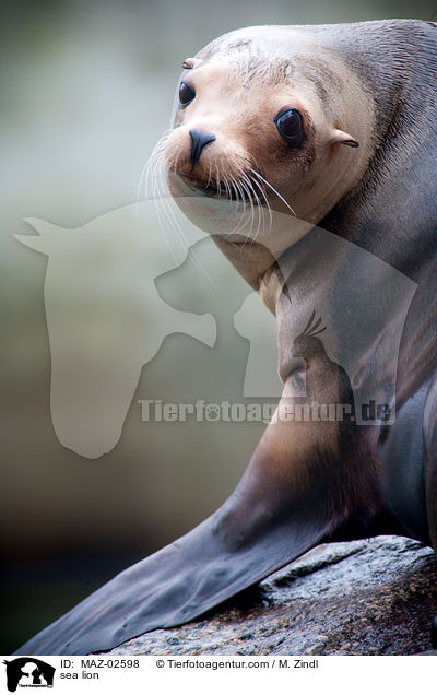 sea lion / MAZ-02598