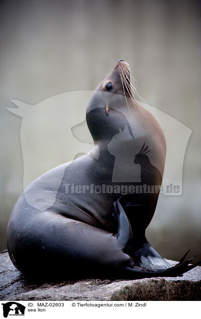 Seelwe / sea lion / MAZ-02603