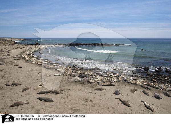 Seelwen- und Seeelefanten-Kolonie / sea lions and sea elephants / HJ-03826