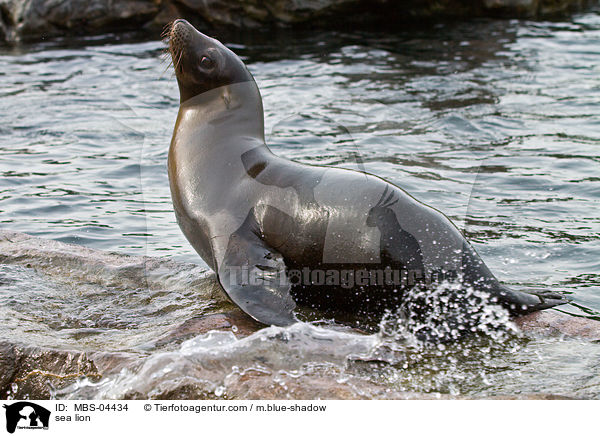 Seelwe / sea lion / MBS-04434
