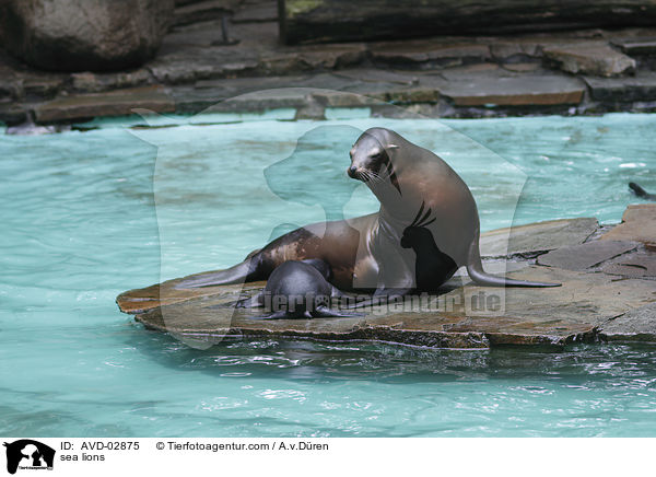 Seelwen / sea lions / AVD-02875