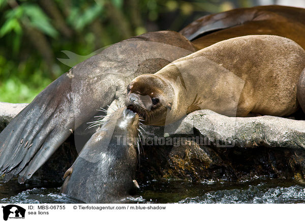 sea lions / MBS-06755