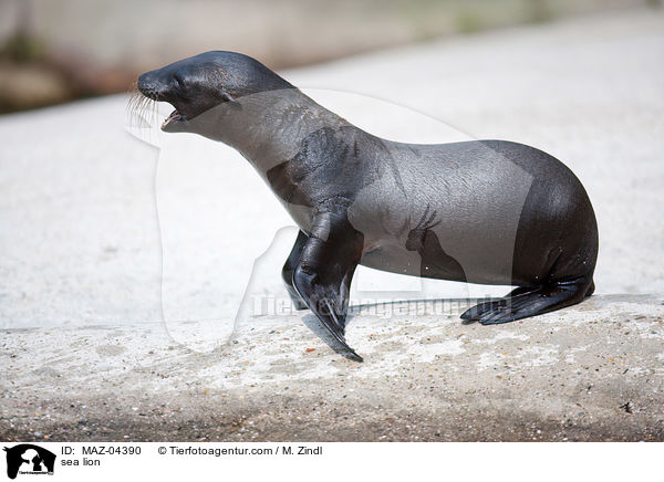 Seelwe / sea lion / MAZ-04390