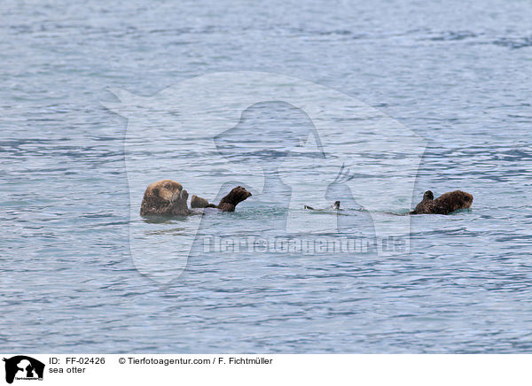 Seeotter / sea otter / FF-02426