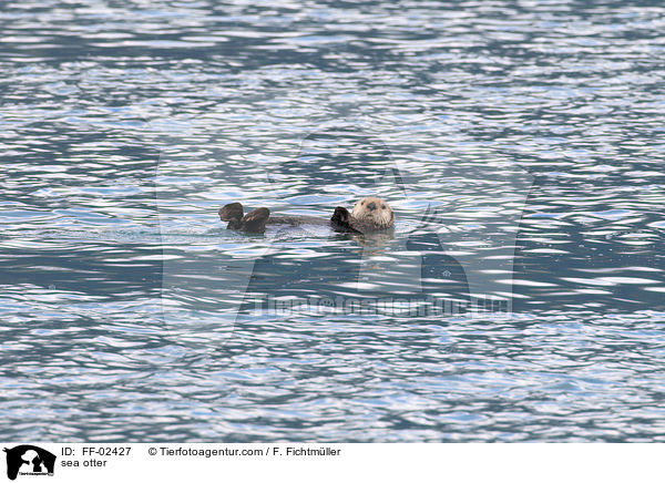 Seeotter / sea otter / FF-02427