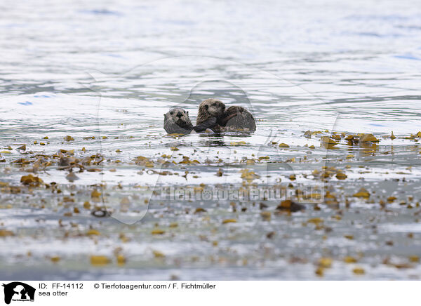 Seeotter / sea otter / FF-14112