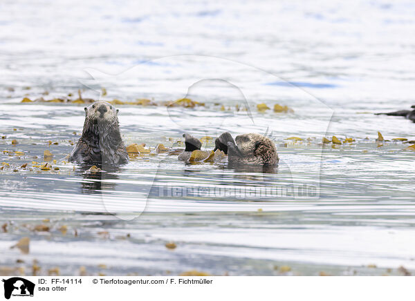 Seeotter / sea otter / FF-14114
