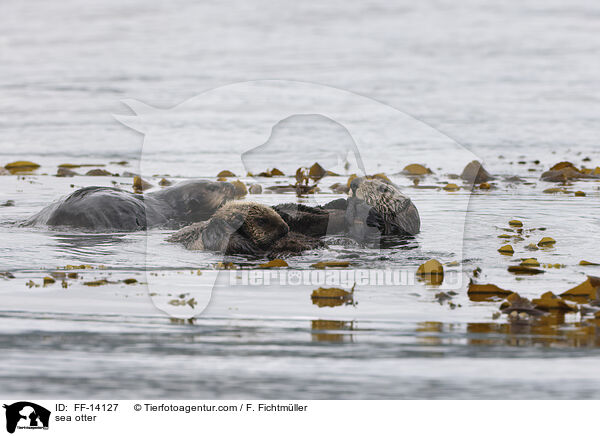 Seeotter / sea otter / FF-14127