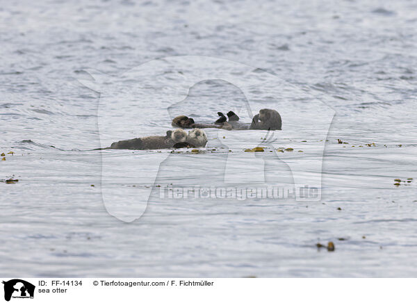 sea otter / FF-14134