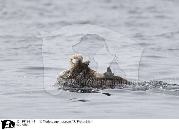 Seeotter / sea otter / FF-14147