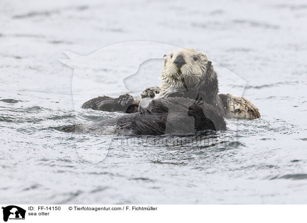 Seeotter / sea otter / FF-14150