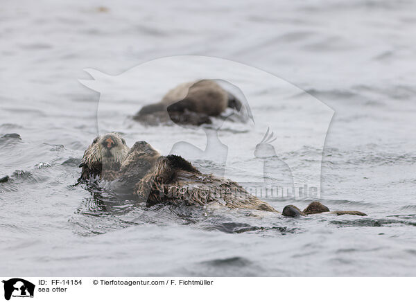 Seeotter / sea otter / FF-14154