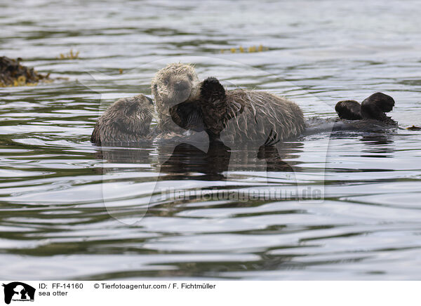 Seeotter / sea otter / FF-14160