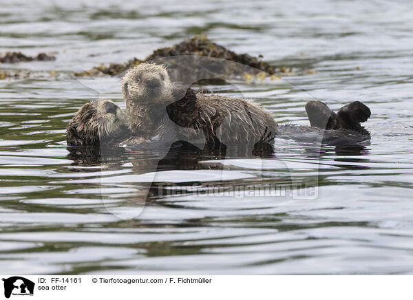 Seeotter / sea otter / FF-14161