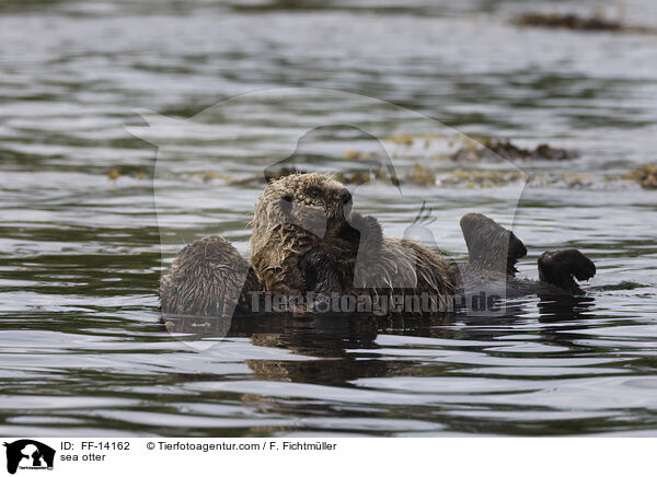 Seeotter / sea otter / FF-14162
