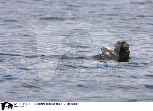 Seeotter / sea otter / FF-14177