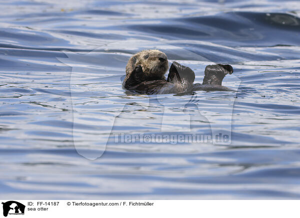 Seeotter / sea otter / FF-14187