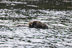 sea otter