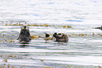 sea otter