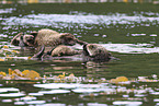 sea otter