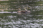 sea otter