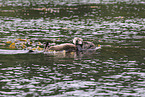 sea otter