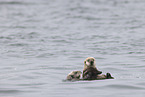 sea otter