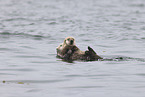sea otter