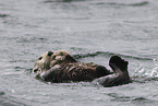 sea otter