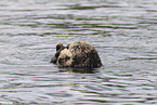 sea otter