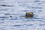 sea otter