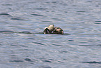 sea otter